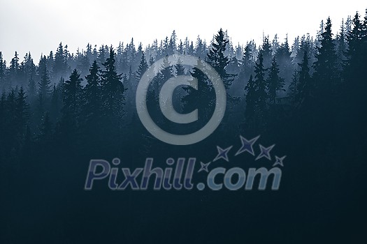 Magical forest with morning sun piercing through fog - dreamy, misty landscape photo Magical forest with morning sun piercing through fog - dreamy, misty landscape photo