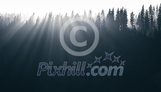 Magical forest with morning sun piercing through fog - dreamy, misty landscape photo Magical forest with morning sun piercing through fog - dreamy, misty landscape photo