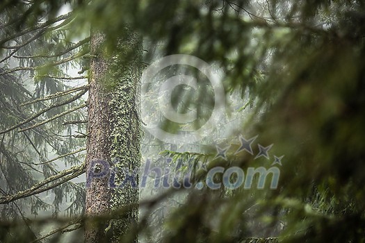 Magical forest with morning sun piercing through fog - dreamy, misty landscape photo Magical forest with morning sun piercing through fog - dreamy, misty landscape photo