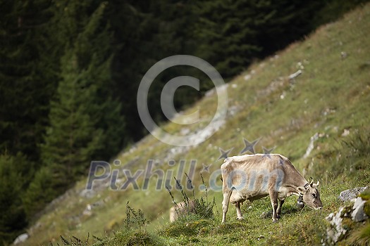Brown mountain cows grazing on an alpine pasture in the Bernese Alps in summer. Grindelwald, Switzerland