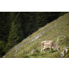 Brown mountain cows grazing on an alpine pasture in the Bernese Alps in summer. Grindelwald, Switzerland