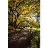 Splendid autumn/fall captured in a landscape image - vivid colors disappearing slowly and making room for the greyish aspect of winter