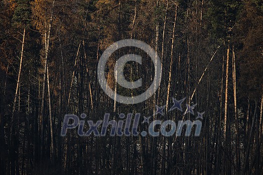 Splendid autumn/fall captured in a landscape image - vivid colors disappearing slowly and making room for the greyish aspect of winter Splendid autumn/fall captured in a landscape image - vivid colors disappearing slowly and making room for the greyish aspect of winter