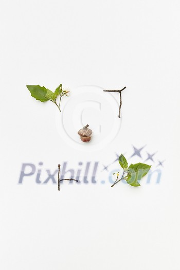 Autumnal composition with acorn, twigs and green leaves isolated on white, top view Autumnal composition with acorn, twigs and green leaves isolated on white, top view