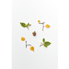 Flatlay of frame with acorn, twigs and colored leaves isolated on white, autumnal flatlay