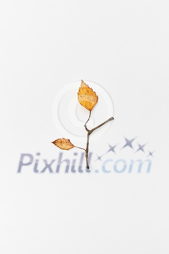 Autumnal composition with twigs and yellow leaves in shape of branch isolated on white, flatlay Autumnal composition with twigs and yellow leaves in shape of branch isolated on white, flatlay