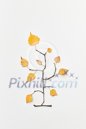 Autumnal composition with twigs and yellow leaves in shape of branch isolated on white, top view