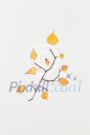 Autumnal composition with beautiful twigs and yellow leaves in shape of branch isolated on white, flatlay