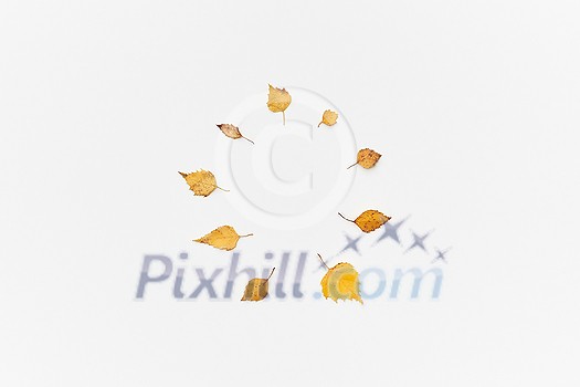 Dried yellow autumnal leaves in circle isolated on white, flatlay Dried yellow autumnal leaves in circle isolated on white, flatlay