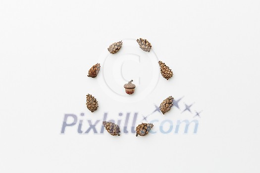 Flatlay of acorn in circle of cones isolated on white, autumnal concept, top view Flatlay of acorn in circle of cones isolated on white, autumnal concept, top view