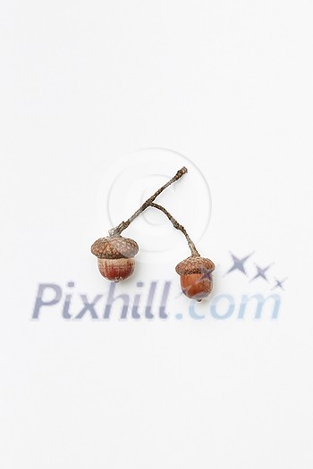Top view of two acorns isolated on white, autumnal concept