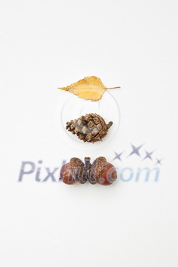 Cone, acorns and dried yellow autumnal leaf isolated on white, top view Cone, acorns and dried yellow autumnal leaf isolated on white, top view