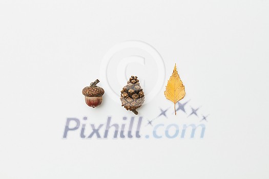 Cone, acorn and dried yellow autumnal leaf isolated on white, flatlay Cone, acorn and dried yellow autumnal leaf isolated on white, flatlay