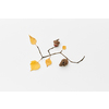 Autumnal composition with cone, acorn, twigs and yellow leaves isolated on white, top view