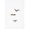 Dried dark autumnal leaves in shape of flying birds isolated on white, flatlay