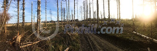Broken forest - Trees in a forest damaged during a wind storm