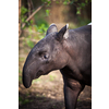 Malayan Tapir, also called Asian Tapir (Tapirus indicus)