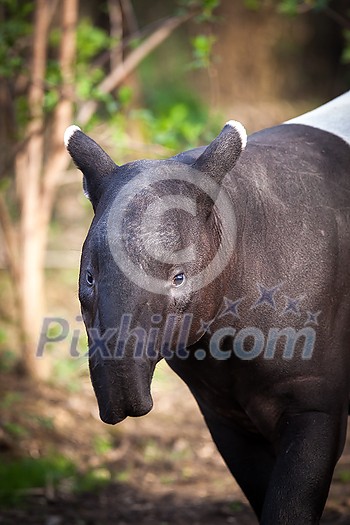 Malayan Tapir, also called Asian Tapir (Tapirus indicus)