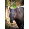 Malayan Tapir, also called Asian Tapir (Tapirus indicus)