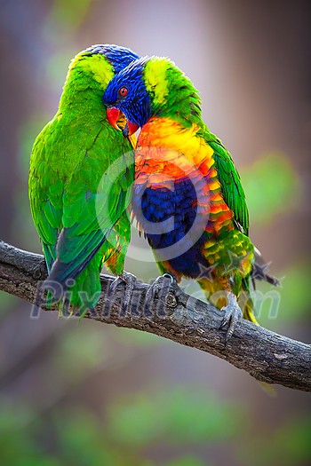 A pair of Rainbow Lorikeets being romantic on a tree branch (Trichoglossus haematodus) A pair of Rainbow Lorikeets being romantic on a tree branch (Trichoglossus haematodus)