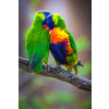 A pair of Rainbow Lorikeets being romantic on a tree branch (Trichoglossus haematodus)