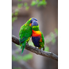 A pair of Rainbow Lorikeets fighting/playing/teasing each other on a tree branch (Trichoglossus haematodus)