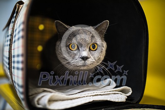 Cat in a veterinary clinic. Feline patient waiting in the waiting room of a vet clinic Cat in a veterinary clinic. Feline patient waiting in the waiting room of a vet clinic
