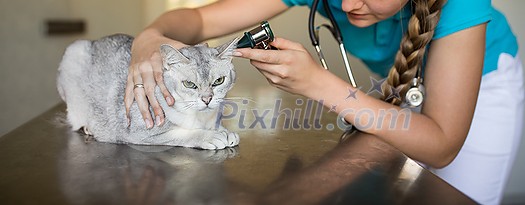 Sick cat being examined by a vet doctor in a veterinarian clinic Sick cat being examined by a vet doctor in a veterinarian clinic