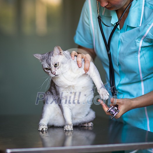 Sick cat being examined by a vet doctor in a veterinarian clinic Sick cat being examined by a vet doctor in a veterinarian clinic