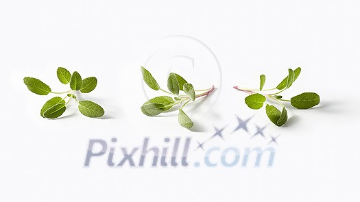 Fresh salvia leaves set from three fresh green twigs of tender spring salvia plant on a light grey background with copy space. Fresh salvia leaves set from three fresh green twigs of tender spring salvia plant on a light grey background with copy space.