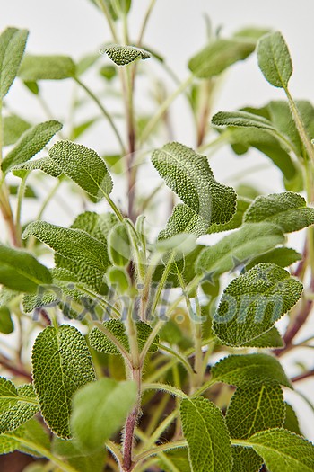 Close-up view of botanical natural backdrop from branches of fresh green salvia plant on a light grey background. Selective focus. Close-up view of botanical natural backdrop from branches of fresh green salvia plant on a light grey background. Selective focus.