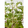 Close-up view of botanical natural backdrop from branches of fresh green salvia plant on a light grey background. Selective focus.