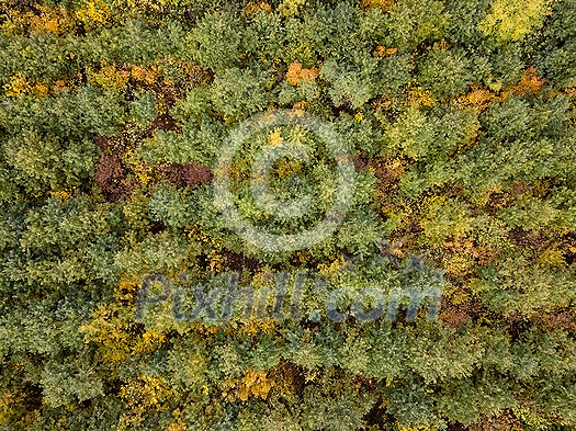Autumn landscape with plantation areas of young trees with yellow and green fall leaves. Top aerial view from the drone. Autumn landscape with plantation areas of young trees with yellow and green fall leaves. Top aerial view from the drone.