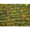 Autumn landscape with plantation areas of young trees with yellow and green fall leaves. Top aerial view from the drone.