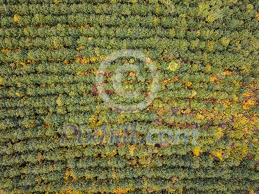 Top aerial bird's eye view from the drone of outdoors landscape above plantation of green new trees of forest area on an autumn day. Top aerial bird's eye view from the drone of outdoors landscape above plantation of green new trees of forest area on an autumn day.