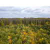 Rural panoramic landscape from the drone above forest area from young trees with yellow and green leaves on a background of cloudy grey sky.