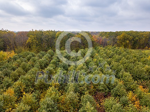 Aerial panoramic landscape from the drone above forest area from young trees with yellow and green leaves on a background of cloudy grey sky. Aerial panoramic landscape from the drone above forest area from young trees with yellow and green leaves on a background of cloudy grey sky.