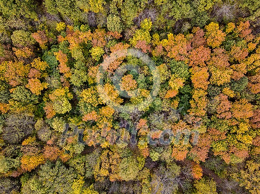 Autumn panoramic landscape from the drone above forest area from colorful trees with yellow and green leaves. Top aerial view. Autumn panoramic landscape from the drone above forest area from colorful trees with yellow and green leaves. Top aerial view.
