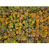 Autumn panoramic landscape from the drone above forest area from colorful trees with yellow and green leaves. Top aerial view.