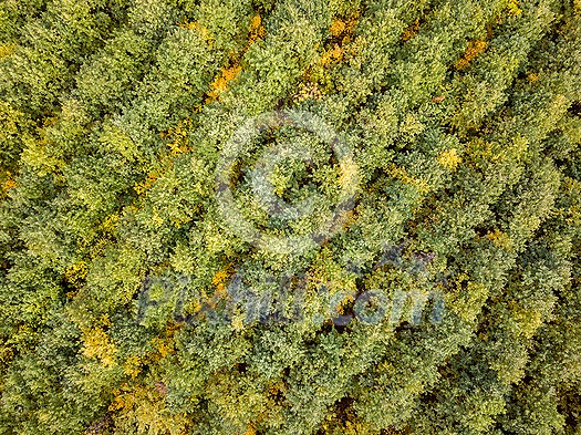 Aerial bird's eye view from the drone of outdoors landscape above forest plantation of green new trees diagonally arranged on an autumn day. Aerial bird's eye view from the drone of outdoors landscape above forest plantation of green new trees diagonally arranged on an autumn day.