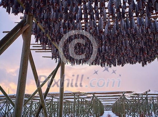 Air drying of Salmon fish on wooden structure for Traditional food preservation at Winter in Lofoten Islands, Norway Scandinavia Air drying of Salmon fish on wooden structure for Traditional food preservation at Winter in Lofoten Islands, Norway Scandinavia
