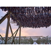 Air drying of Salmon fish on wooden structure for Traditional food preservation at Winter in Lofoten Islands, Norway Scandinavia