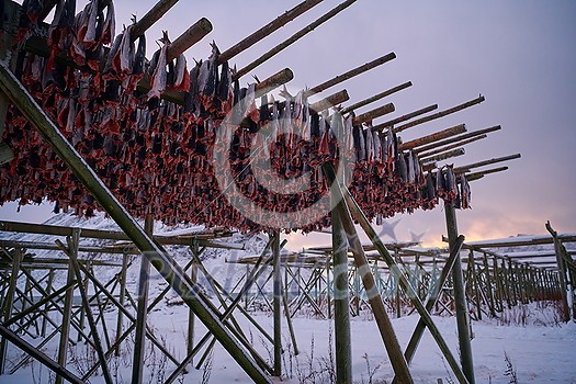 Air drying of Salmon fish on wooden structure for Traditional food preservation at Winter in Lofoten Islands, Norway Scandinavia Air drying of Salmon fish on wooden structure for Traditional food preservation at Winter in Lofoten Islands, Norway Scandinavia