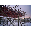 Air drying of Salmon fish on wooden structure for Traditional food preservation at Winter in Lofoten Islands, Norway Scandinavia