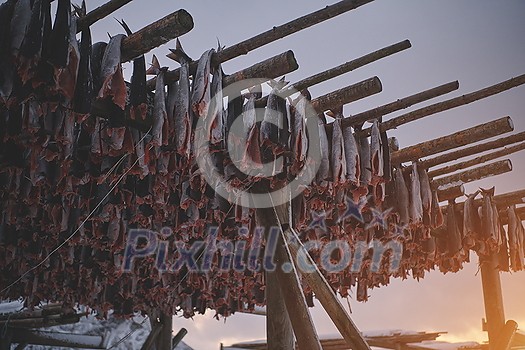 Air drying of Salmon fish on wooden structure for Traditional food preservation at Winter in Lofoten Islands, Norway Scandinavia Air drying of Salmon fish on wooden structure for Traditional food preservation at Winter in Lofoten Islands, Norway Scandinavia