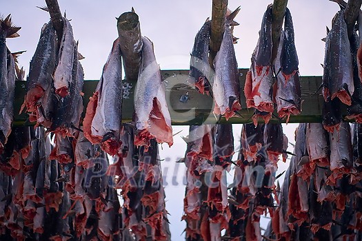 Air drying of Salmon fish on wooden structure for Traditional food preservation at Winter in Lofoten Islands, Norway Scandinavia Air drying of Salmon fish on wooden structure for Traditional food preservation at Winter in Lofoten Islands, Norway Scandinavia