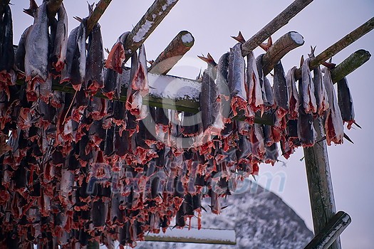Air drying of Salmon fish on wooden structure for Traditional food preservation at Winter in Lofoten Islands, Norway Scandinavia