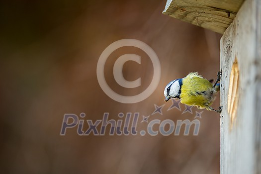 Blue tit Parus caeruleus on a bird house it inhabits - feeding the young. Shallow depth of field and background blurred Blue tit Parus caeruleus on a bird house it inhabits - feeding the young. Shallow depth of field and background blurred