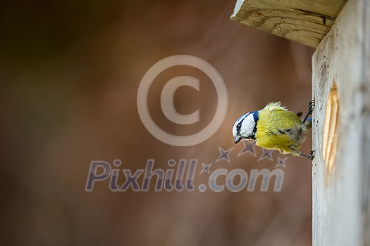 Blue tit Parus caeruleus on a bird house it inhabits - feeding the young. Shallow depth of field and background blurred