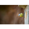 Blue tit Parus caeruleus on a bird house it inhabits - feeding the young. Shallow depth of field and background blurred